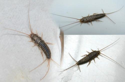 Ctenolepisma sp.
